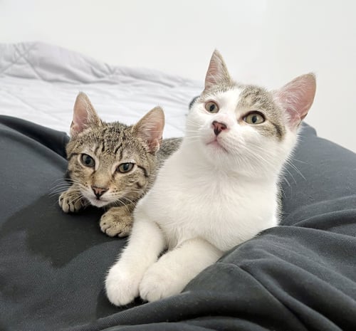 YULE - Tabby available for adoption