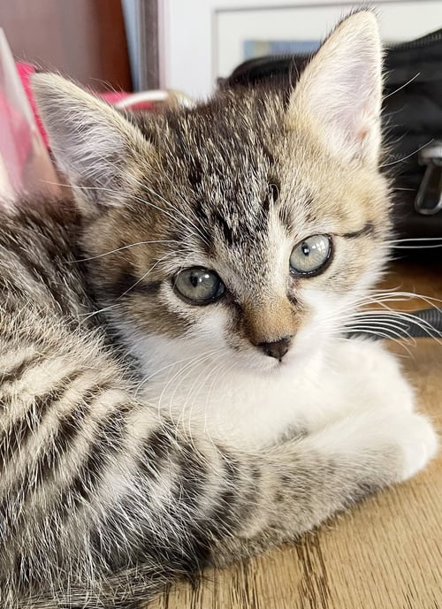 SUNNY - Tabby for adoption in San Francisco