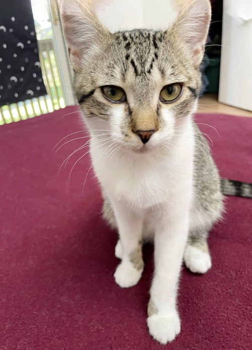 SUNNY - Tabby for adoption in San Francisco