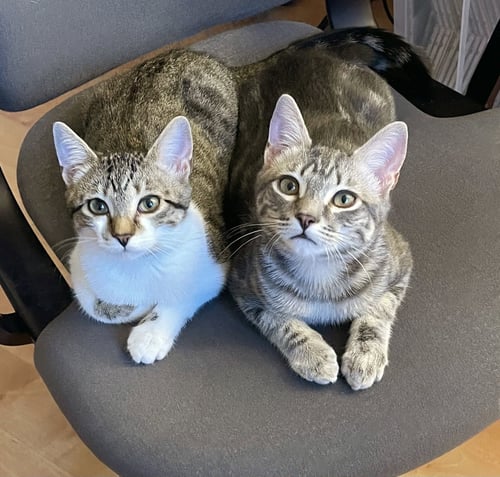 BLUSTER - Tabby available for adoption
