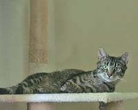 Pippa *BONDED PAIR with Momma Poppy* - Photo 4