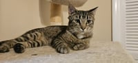 Pippa *BONDED PAIR with Momma Poppy* - Photo 3