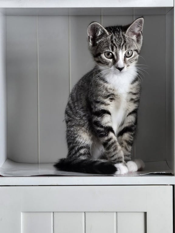 Kitten: Abby *BONDED PAIR with sister Ava* Image