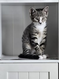 Kitten: Abby *BONDED PAIR with sister Ava* - Photo 1