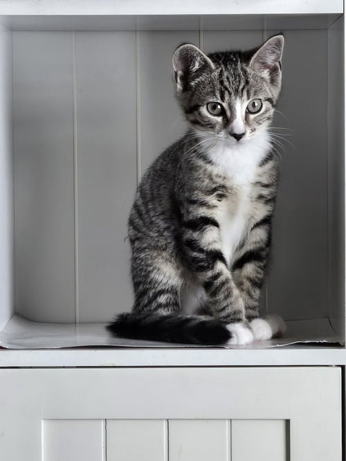 KITTEN: ABBY *BONDED PAIR WITH SISTER AVA* - Domestic Short Hair for adoption in Baltimore