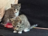 Kitten: Abby *BONDED PAIR with sister Ava* - Photo 3