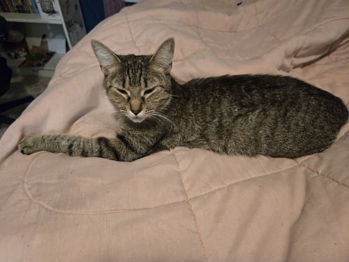 MOMMA DEENA - Domestic Short Hair available for adoption