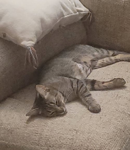 MOMMA DEENA - Domestic Short Hair for adoption in Columbia