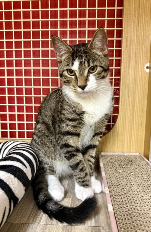 KITTEN: AJ *FEATURED AT THE PETCO IN COLUMBIA, MD*