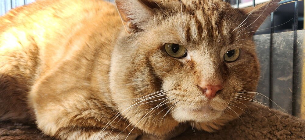 RUSTEE (AKA RUSTY) - Domestic Short Hair for adoption in Columbia