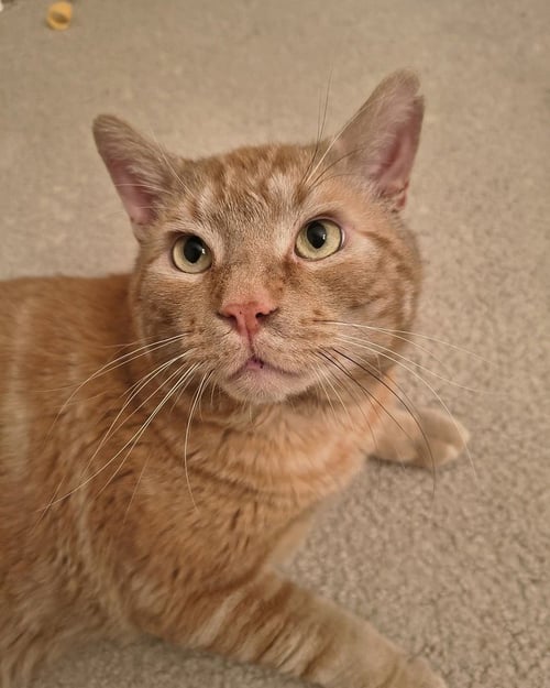 RUSTY - Domestic Short Hair for adoption in Columbia
