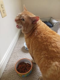 Rusty - Photo 3