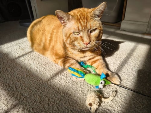 RUSTY - Domestic Short Hair available for adoption