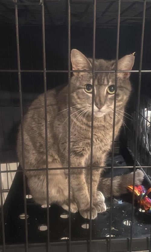 MOMMA FARAH - Domestic Short Hair for adoption in Columbia