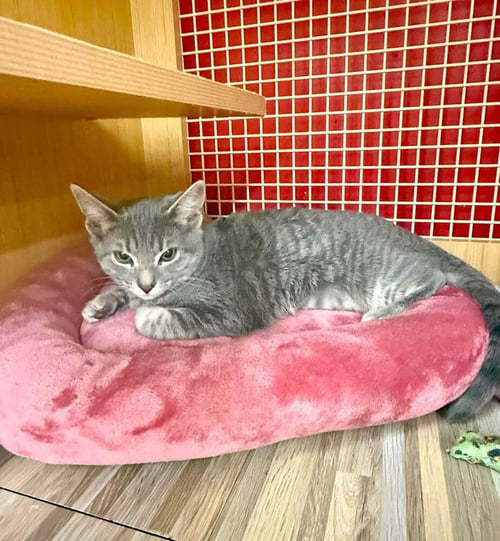 KITTEN: CARLY *MUST GO HOME WITH SIBLING MAX*