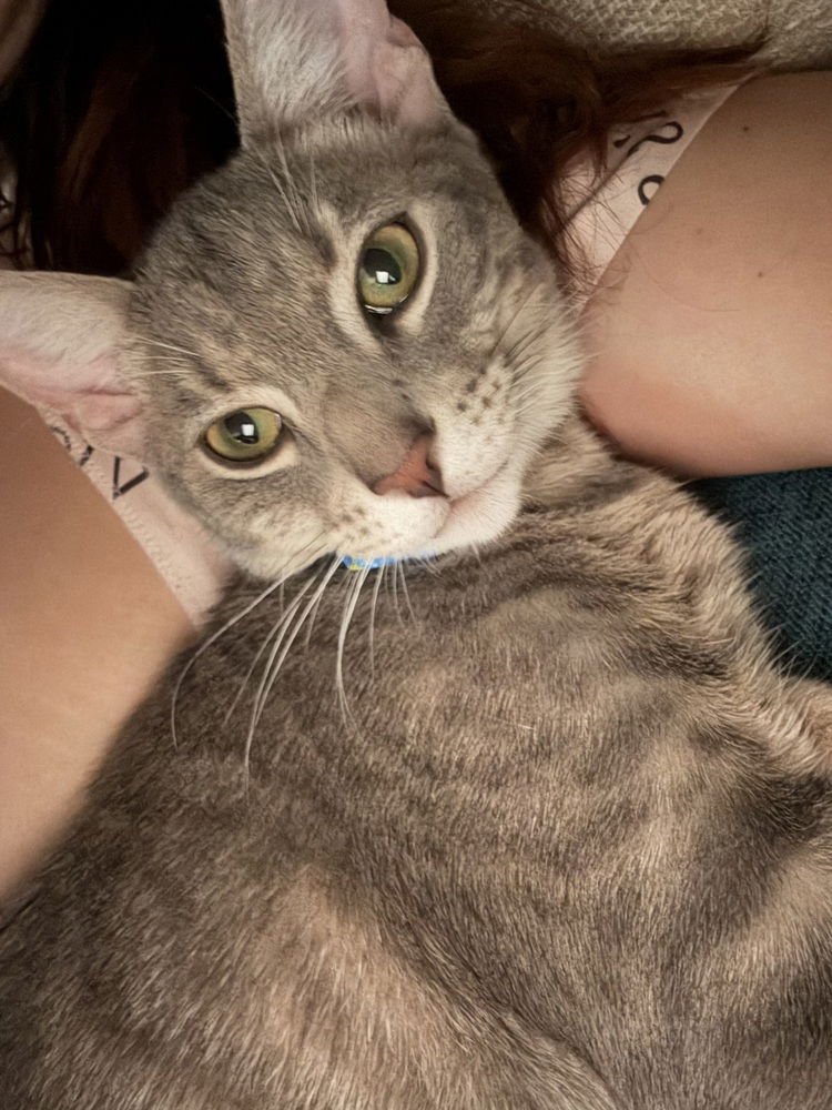 VICTOR *FEATURED AT THE PETCO ELLICOTT CITY, MD* - Domestic Short Hair available for adoption