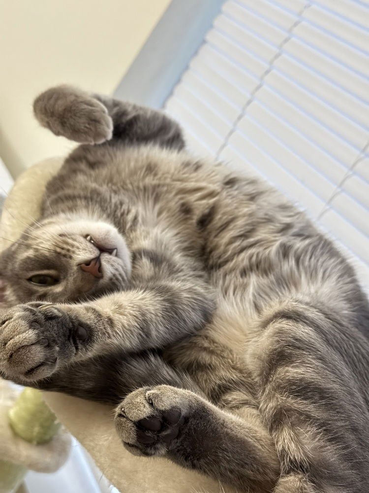 VICTOR *FEATURED AT THE PETCO ELLICOTT CITY, MD* - Domestic Short Hair available for adoption