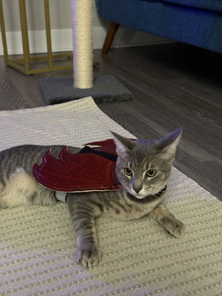 Victor *Featured at the Petco Ellicott City, MD* - Photo 4