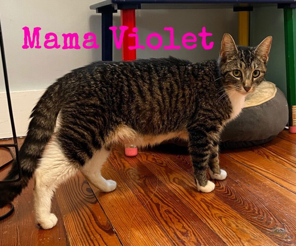 MOMMA VIOLET - Domestic Short Hair available for adoption