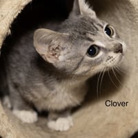 Kitten: Clover - Photo 2