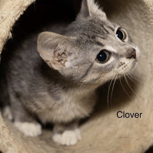 KITTEN: CLOVER - Domestic Short Hair available for adoption