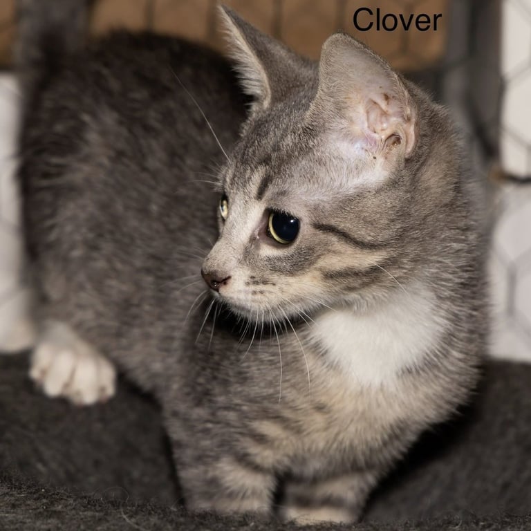 Kitten: Clover Image