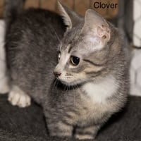 Kitten: Clover - Photo 1