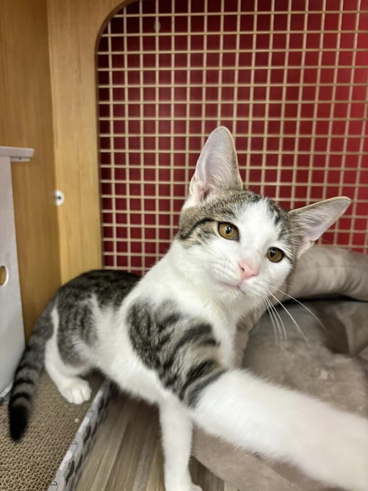 IMRICK *BONDED PAIR WITH SISTER, ISLET* - Domestic Short Hair available for adoption