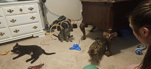 MOMMA POPPY *BONDED PAIR WITH PIPPA* - Domestic Short Hair available for adoption