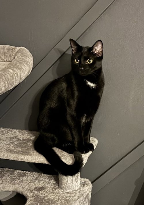 ENRIQUE *SUPER PLAYFUL -- NEEDS A CAT FRIEND!* - Domestic Short Hair for adoption in Columbia