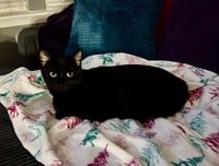 Enrique *Super playful -- needs a cat friend!* - Photo 2