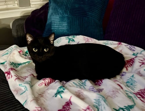 ENRIQUE *SUPER PLAYFUL -- NEEDS A CAT FRIEND!* - Domestic Short Hair available for adoption