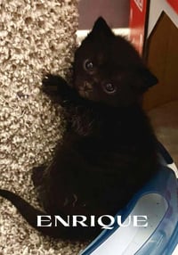 Enrique *Super playful -- needs a cat friend!* - Photo 3