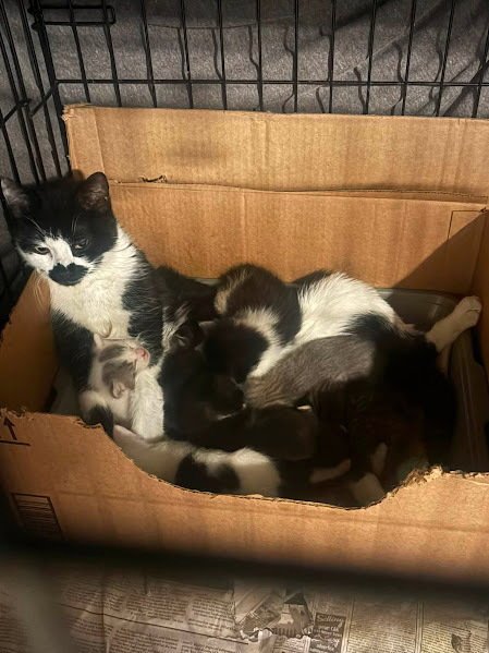 MOMMA CHERRY - Domestic Short Hair available for adoption