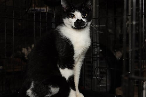 MOMMA CHERRY - Domestic Short Hair for adoption in Columbia