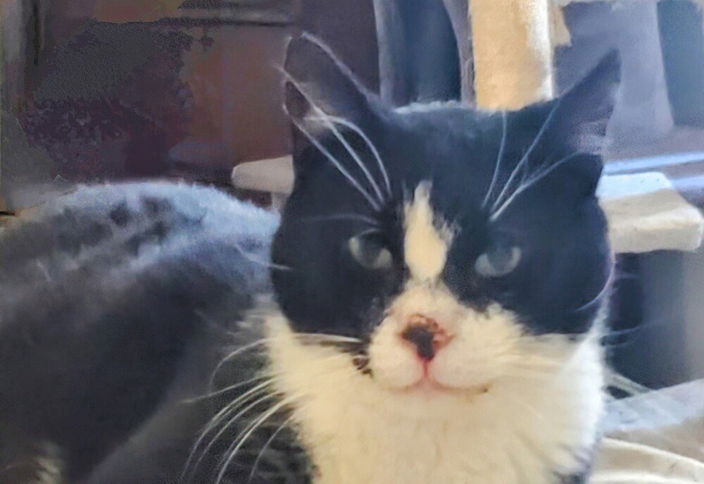 Mayor *Sweet special needs kitty - has stomatitis* Image