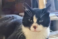 Mayor *Sweet special needs kitty - has stomatitis* - Photo 1