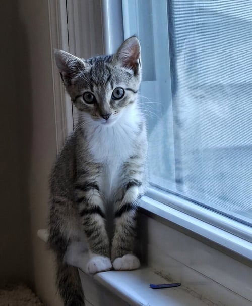 KITTEN: AVA *BONDED PAIR WITH SISTER ABBY* - Domestic Short Hair for adoption in Baltimore