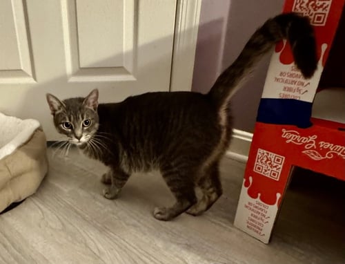 MOMMA JUICE - Domestic Short Hair available for adoption