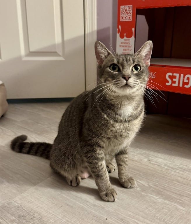 Momma Juice Image