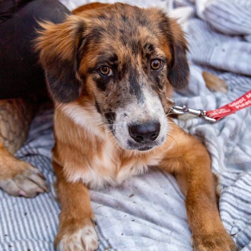 HENRY - Shepherd / Terrier available for adoption