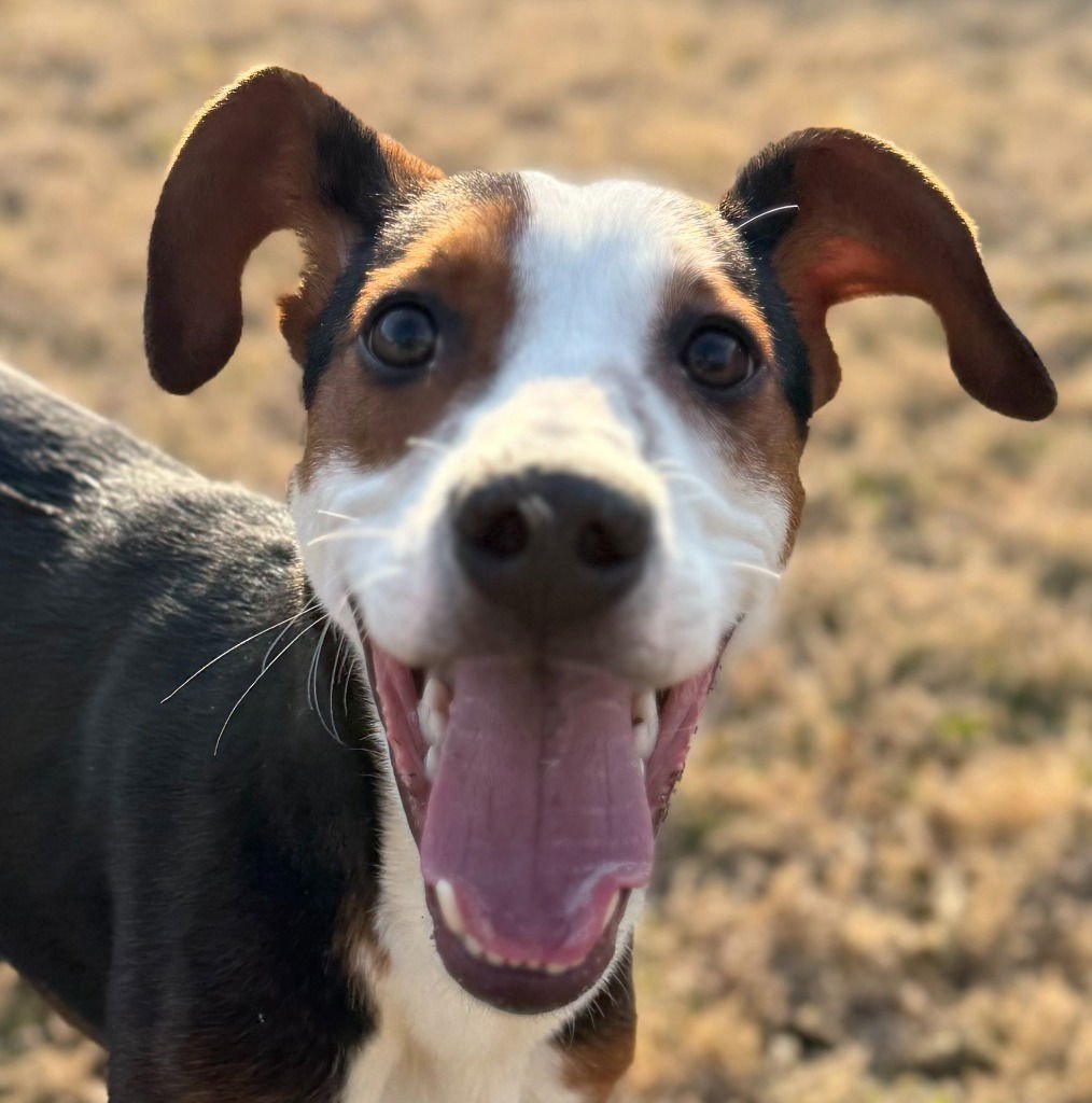 BIMBI - Hound / Terrier available for adoption