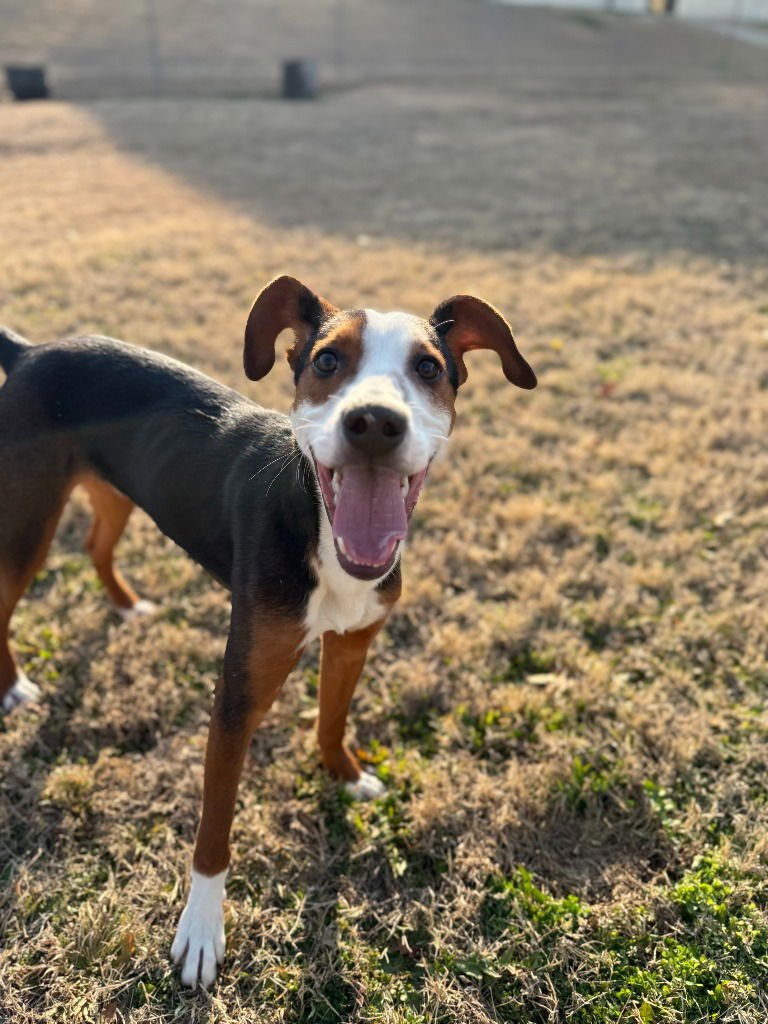 BIMBI - Hound / Terrier available for adoption