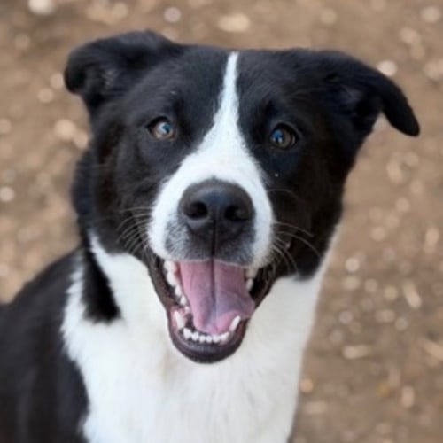 MOLLY2 - Border Collie / Terrier available for adoption