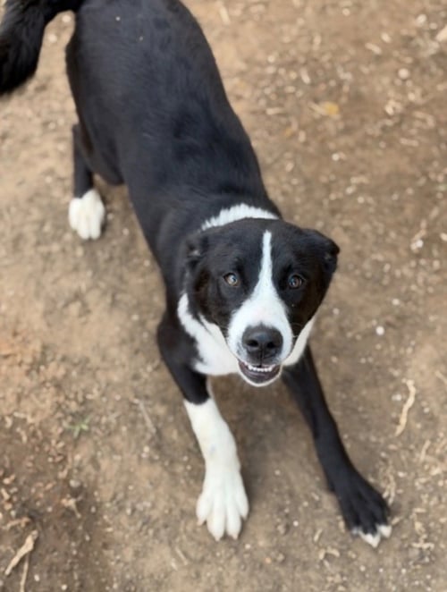 MOLLY2 - Border Collie / Terrier available for adoption
