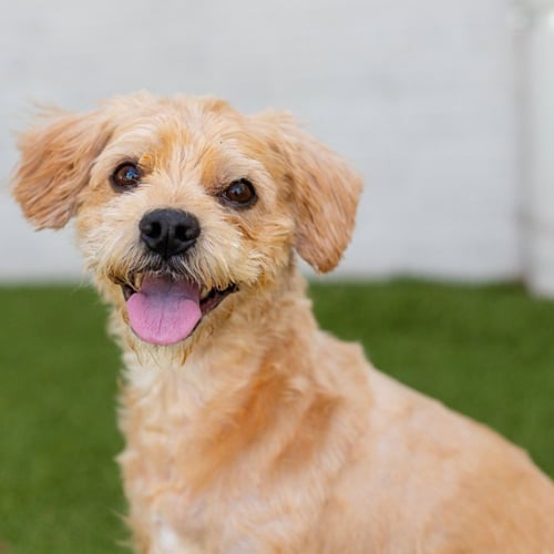 CASEY - Glen of Imaal Terrier / Terrier available for adoption