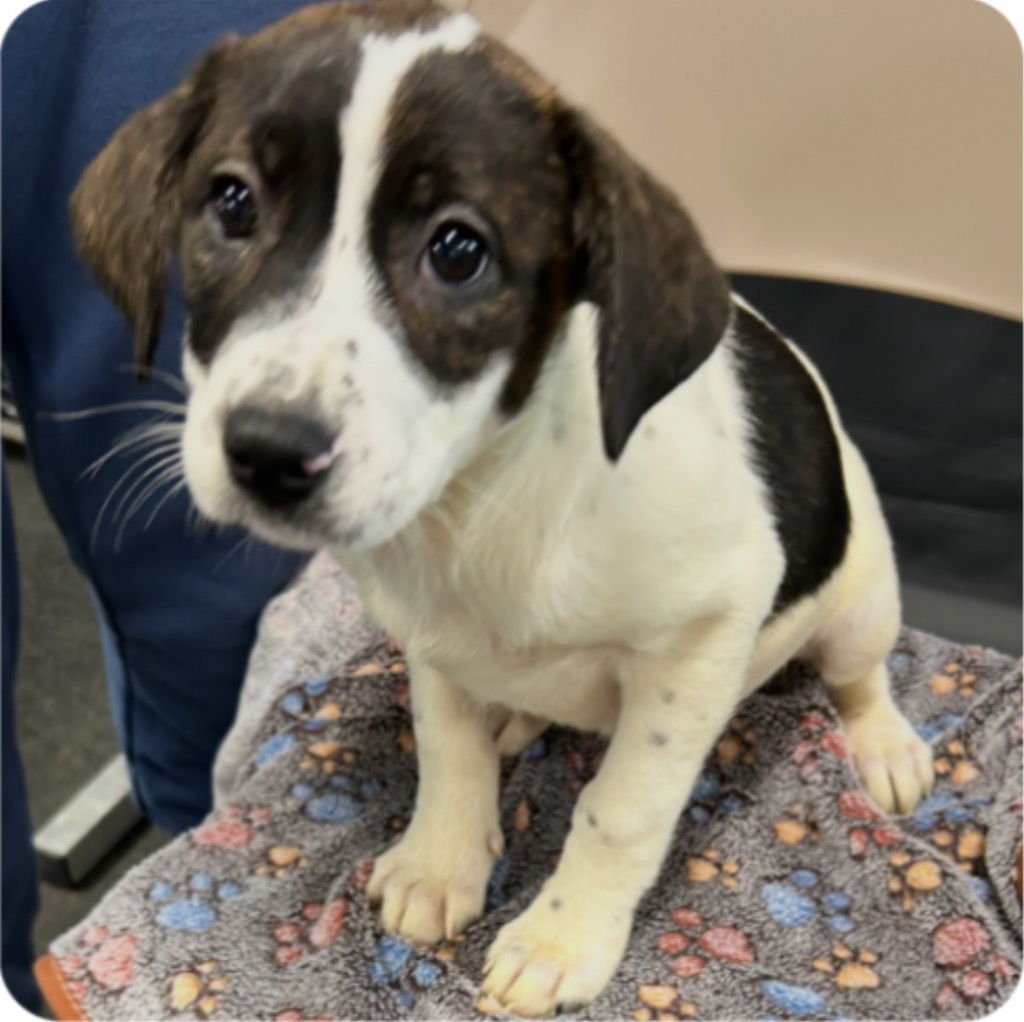 MAYBELLE - Terrier available for adoption