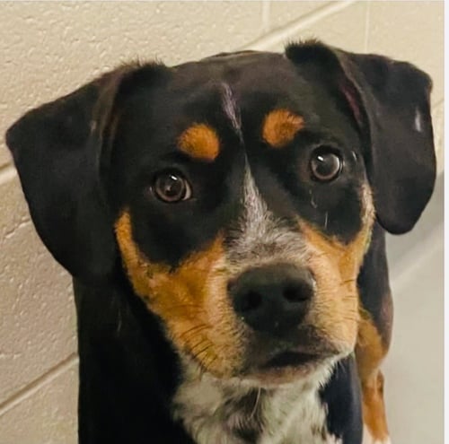 ROY - Hound / Terrier available for adoption