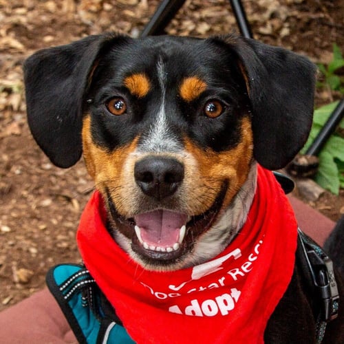 ROY - Hound / Terrier available for adoption