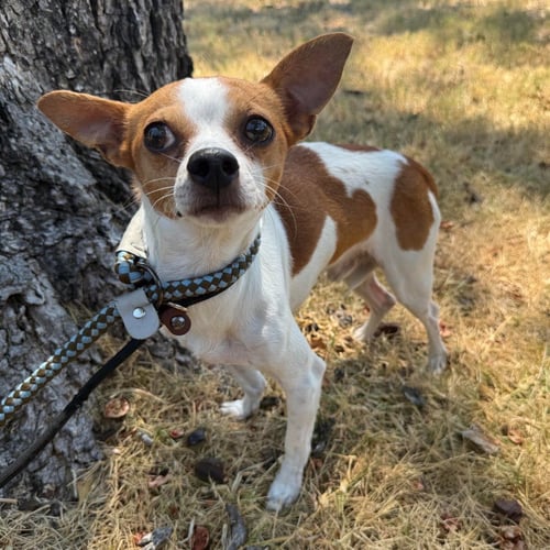 BERNARD - Chihuahua available for adoption